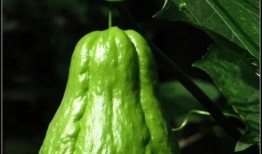 朝阳吃瓜群众一枚