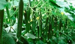 必吃大瓜今日大瓜,今日热门话题大盘点